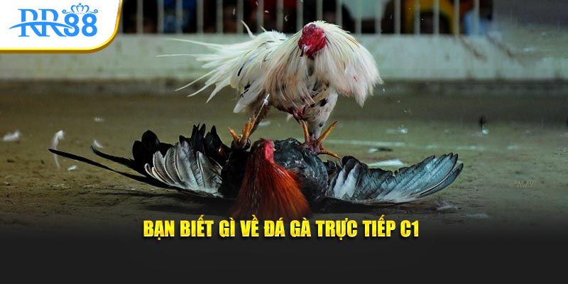Bạn biết gì về đá gà trực tiếp C1